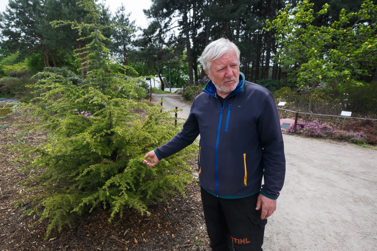 Окраса парків і скверів? Яка рослина може стати новим символом Києва